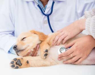 vétérinaire Driftwood Veterinary Clinic Houston