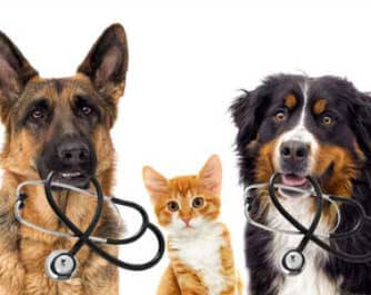 vétérinaire Kootenay Veterinary Clinic Cranbrook