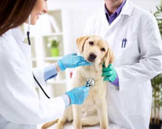 vétérinaire Clinique: accoucher, soigner, urgence, blesser Vétérinaire: medecin, spécialiste, soigner Laurentien-Keller Montréal
