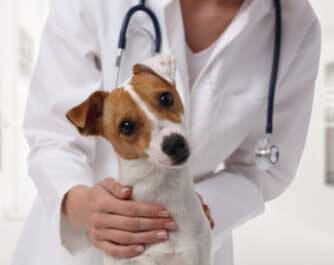 vétérinaire Hopital Vétérinaire: animal malade, blessé, mourrant du Madawaska Saint-Jacques