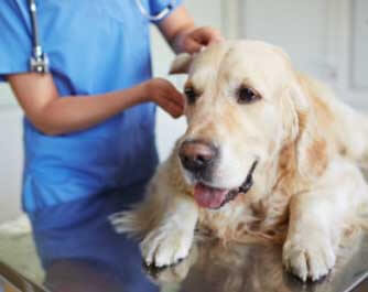 vétérinaire Clinique: accoucher, soigner, urgence, blesser Vétérinaire: medecin, spécialiste, soigner Lauvien Inc Laurier-Station