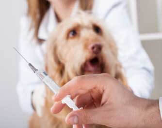 vétérinaire Clinique Vétérinaire: animal malade, blessé, mourrant Hamel L'ancienne-Lorette