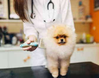 vétérinaire Clinique: accoucher, soigner, urgence, blesser Vétérinaire: medecin, spécialiste, soigner Des Patriotes Napierville